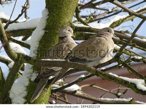 Rowan Pidgeons .